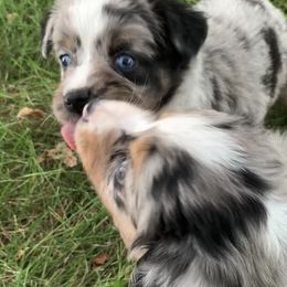 Miniature Australian Shepherd and Toy Australian Shepherd Puppies from Pawesome Lil Aussies