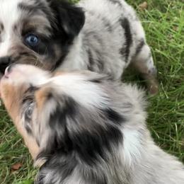 Miniature Australian Shepherd and Toy Australian Shepherd Puppies from Pawesome Lil Aussies