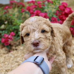 Labradoodle Puppies from Circle City Labradoodles