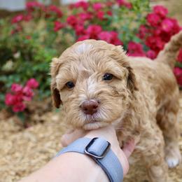 Labradoodle Puppies from Circle City Labradoodles