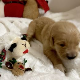 Bailey - Golden female Golden Retriever puppy in Seville, Ohio from Retriever Ranch