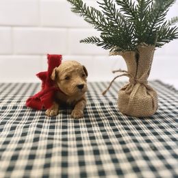 Goldendoodle Puppies from Proctor’s Petite Goldendoodles