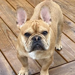 Fletcher - French Bulldog