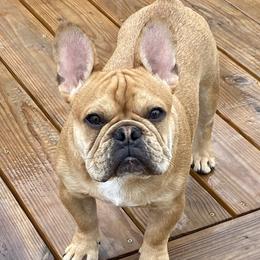 Fletcher - French Bulldog