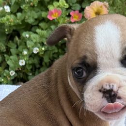 French Bulldogs from DeWitt Frenchies