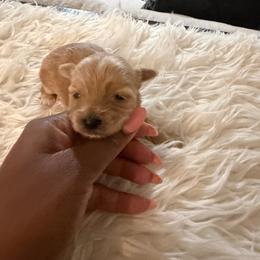Boy 1 - Chocolate and tan male Yorkshire Terrier puppy in Selden, New York from Alisha's Yorkshire Terriers