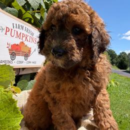 Cheddar - Sable male Bordoodle puppy in Canfield, Ohio from Poo's Doo's & Inu's