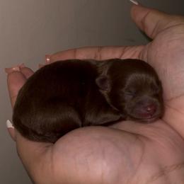 Geneva - Chocolate female Pomeranian puppy in Wagoner, Oklahoma from Cascade Pomeranians