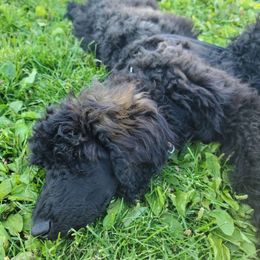 Remington - Sable Poodle puppy in Whitehall, Montana from Corinna's Poodles