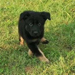 German Shepherd Puppies from Sheldon Shepherds LLC