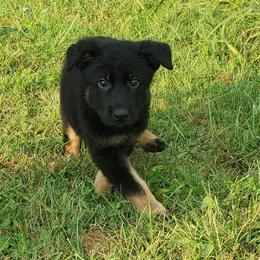 German Shepherd Puppies from Sheldon Shepherds LLC