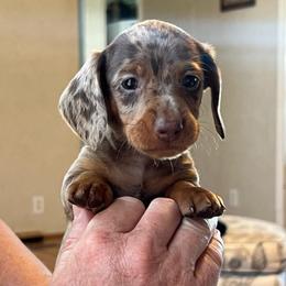Delta (Mr. Tail) - Dapple male Dachshund puppy in Red Bud, Illinois from Midwest Miniature Dachshunds