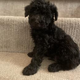 Billy - Black male Yorkipoo puppy in Stafford, Virginia from Morris Doodles Virginia