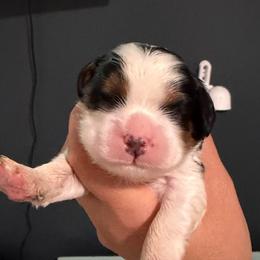 Tri girl - Tri-color female Cavalier King Charles Spaniel puppy in Queen Creek, Arizona from Andresen's Cavaliers