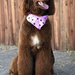 Australian Labradoodles, Goldendoodles, and Poodles from Valencia Poodles and Doodles