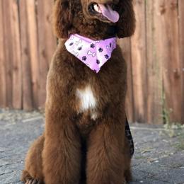 Australian Labradoodles, Goldendoodles, and Poodles from Valencia Poodles and Doodles