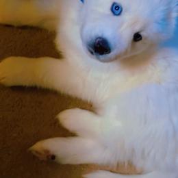 Baby Brad (Blue Boy) - White male Siberian Husky puppy in Quincy, Illinois from Boden Breeding