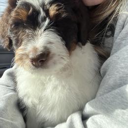 Aussiedoodle and Goldendoodle Puppies from Junipersdoodles