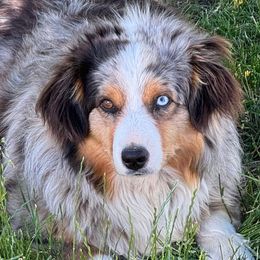 Ske - Miniature American Shepherd