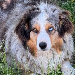 Ske - Miniature American Shepherd