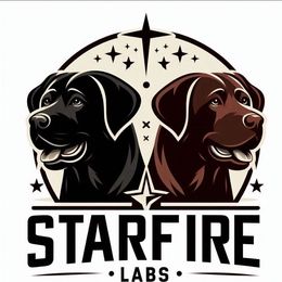 Labrador Retriever Puppies from Starfire Labradors