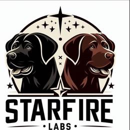 Labrador Retriever Puppies from Starfire Labradors