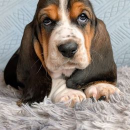 Apple - Black brown and white female Basset Hound puppy in Polson, Montana from BeautyBea's Flathead Lake Bassets