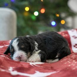 Belle - Tri-color female Bernedoodle puppy in Eureka, Illinois from Joley Aire Family Dogs