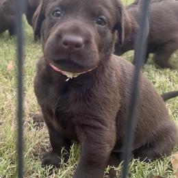 Golden Retriever and Labrador Retriever Puppies from All Around Retrievers