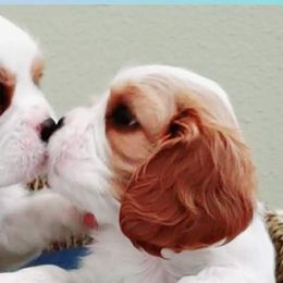 Cavalier King Charles Spaniels from Noble Cavaliers of Texas