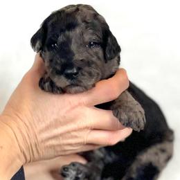 Juniper - Merle female Assorted Doodle Crosses puppy in Kansas City, Missouri from Beary GoldenDoodles
