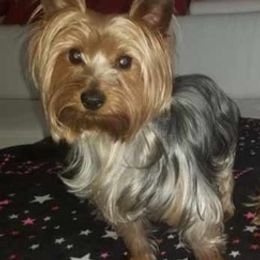 Yorkshire Terriers from Marielis Yorkies