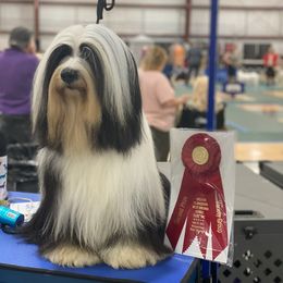Clipsey  - Tibetan Terrier