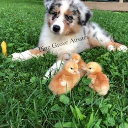 Australian Shepherd Puppies from Pine Grove Aussies