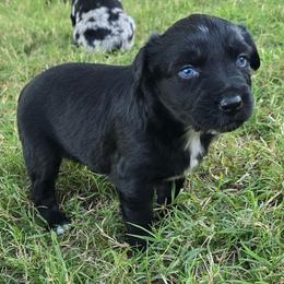 Bonnie - Black & white female Australian Shepherd puppy in Harrah, Oklahoma from Whippoorwill Aussies of Oklahoma