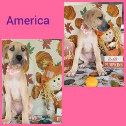 Girl 3 - Great Dane puppy in Gonzales, Louisiana from Anstatt House Of Danes