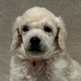 OAK-Orange collar male - Cream male Poodle puppy in Chino Valley, Arizona from Whiskey Row Royals