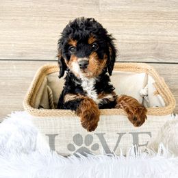 Henry - Black and tan male Cavapoo puppy in Dayton, Idaho from Rocky Ledge Puppies
