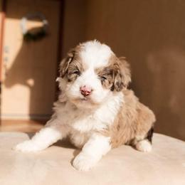 Aussiedoodle and Goldendoodle Puppies from Ever After Doodles Arizona