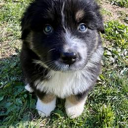 Beta - Black tri-color female Australian Shepherd puppy in Putnam County, New York from Highland Haven Australian Shepherds
