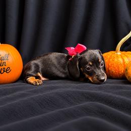 Angel AKC - 2,800 - - Black and tan female Dachshund puppy in Indian Trail, North Carolina from Hilda’s Teenie Weenies