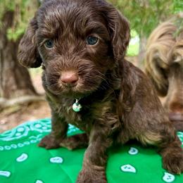 Spruce - Red male Aussiedoodle puppy in Chattanooga, Tennessee from Leafy Acre Mini Farm