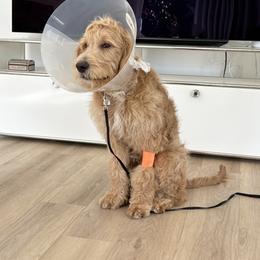 Goldendoodle All Grown Up from Dawnie’s Doodles