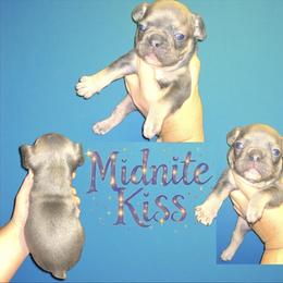 Midnite Kiss - Blue male French Bulldog puppy in New Castle, Delaware from Sasha’s Elite Kennel LLC