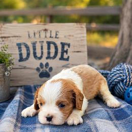 Cavalier King Charles Spaniel puppies from Country Side Acres