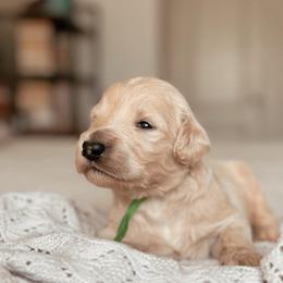 Ross Geller, Boy - Cream male Goldendoodle puppy in Maricopa, Arizona from Desert Ridge Doodles