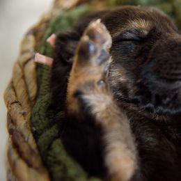 German Shepherd Puppies from Platz German Shepherds
