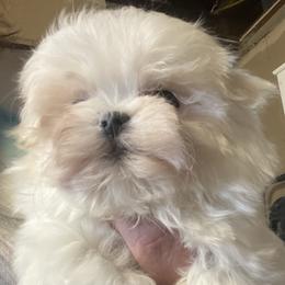 Josh - White male Shih Tzu puppy in Massachusetts from All That