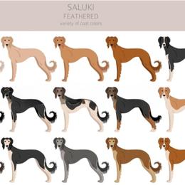 Male 1 - Black and tan male Saluki puppy in Steamboat Rock, Iowa from River Valley Canines