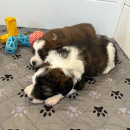 Girl 3 - Brown merle female Aussiedoodle puppy in Martin County, Florida from Biggie Ranch